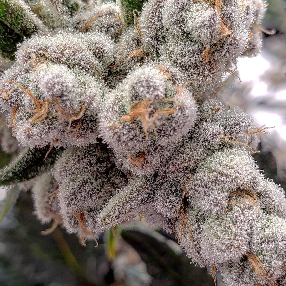 Habitat's aquaponic weed should hit shelves in March 2020