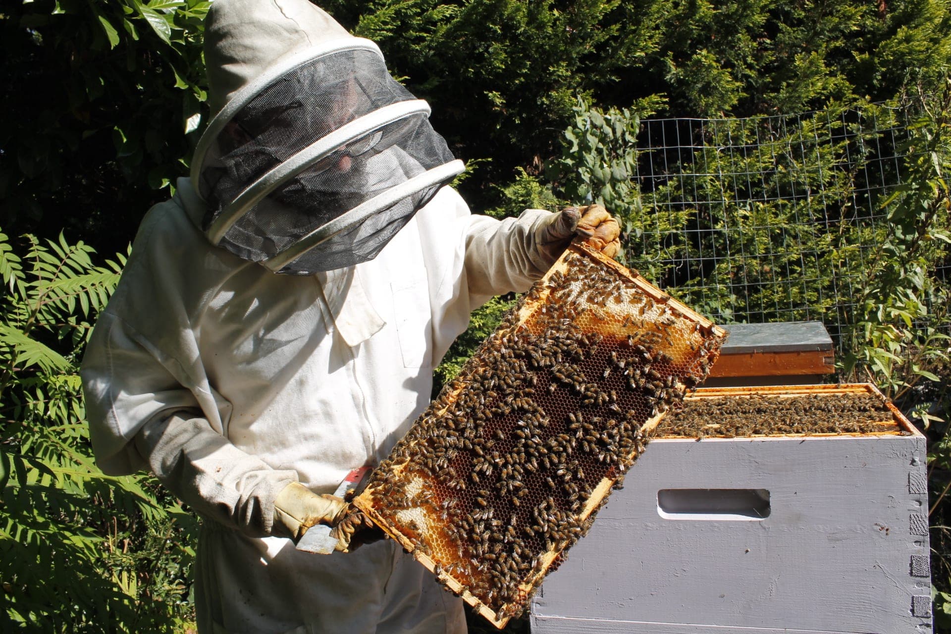 Vancouver entrepreneur Stephen Sandve holds out a tray heavy with honey. His one-man company, East Van Bees, produces urban honey. Photo by Michelle Gamage.