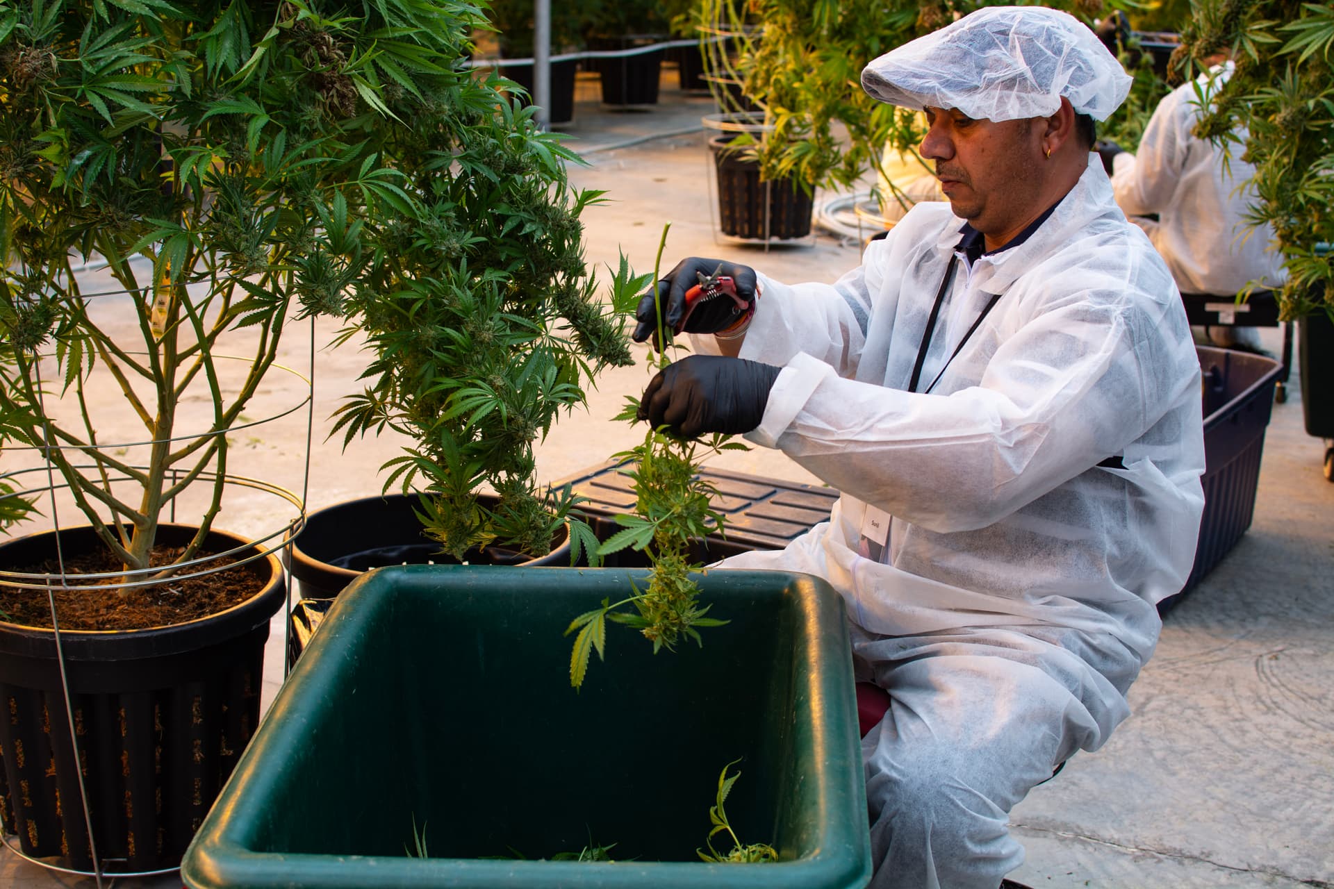 Justin Trudeau's business bailouts gives cannabis the cold shoulder