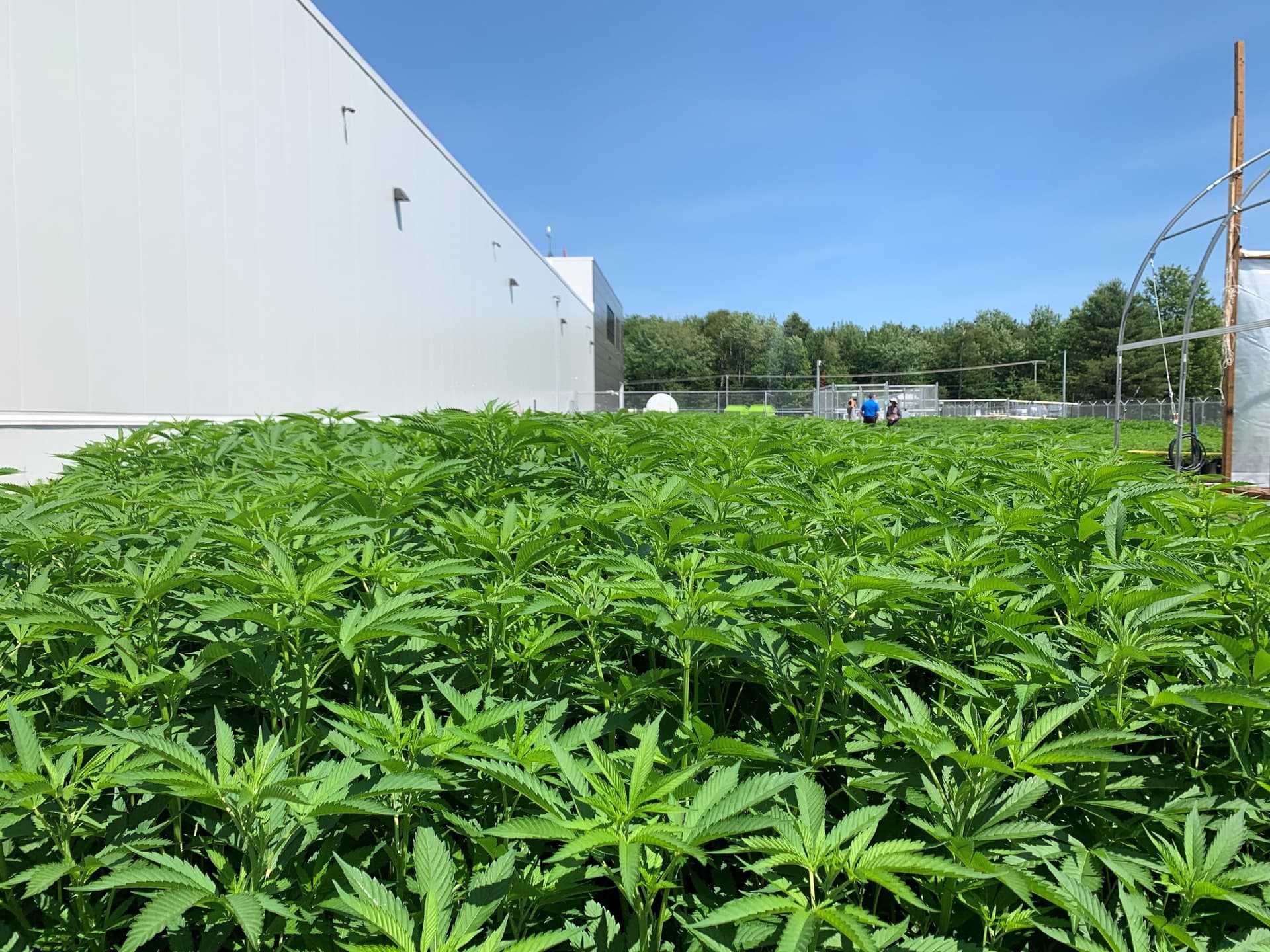 Aurora to close 5 facilities, lay off 700 staff in search for profits