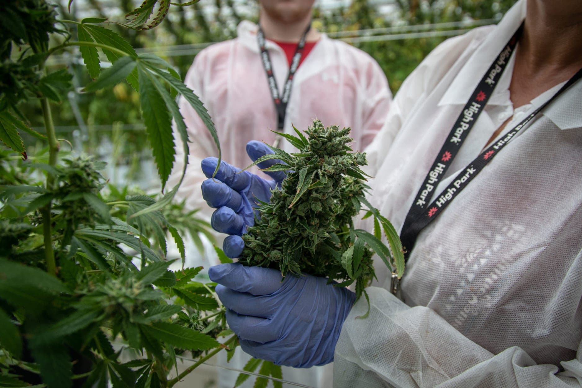 Aurora to close 5 facilities, lay off 700 staff in search for profits