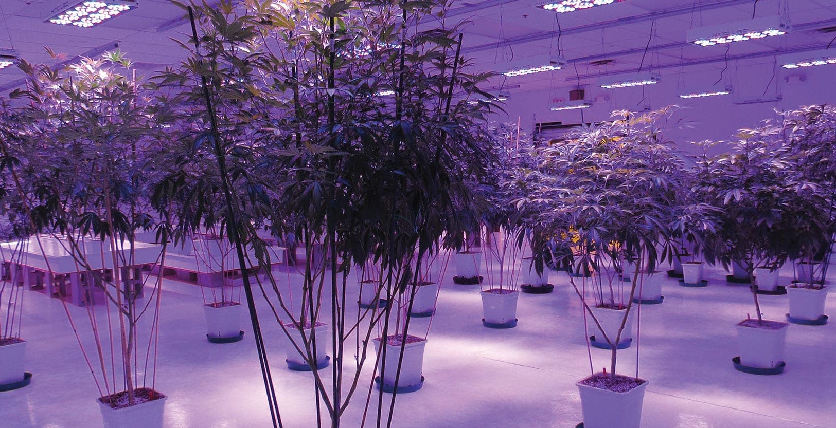 First Arizona dispensaries get green light to sell recreational weed