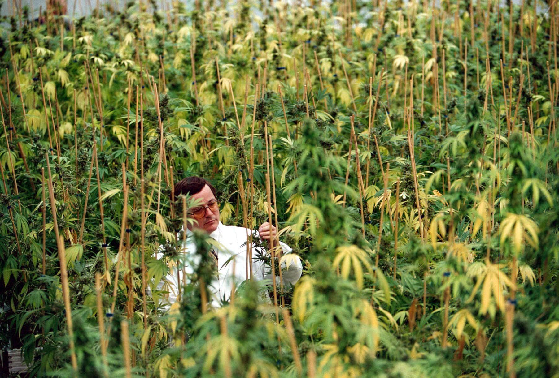 GW shares soar after Jazz Pharma says it will by the cannabinoid drugmaker for US$7.2B