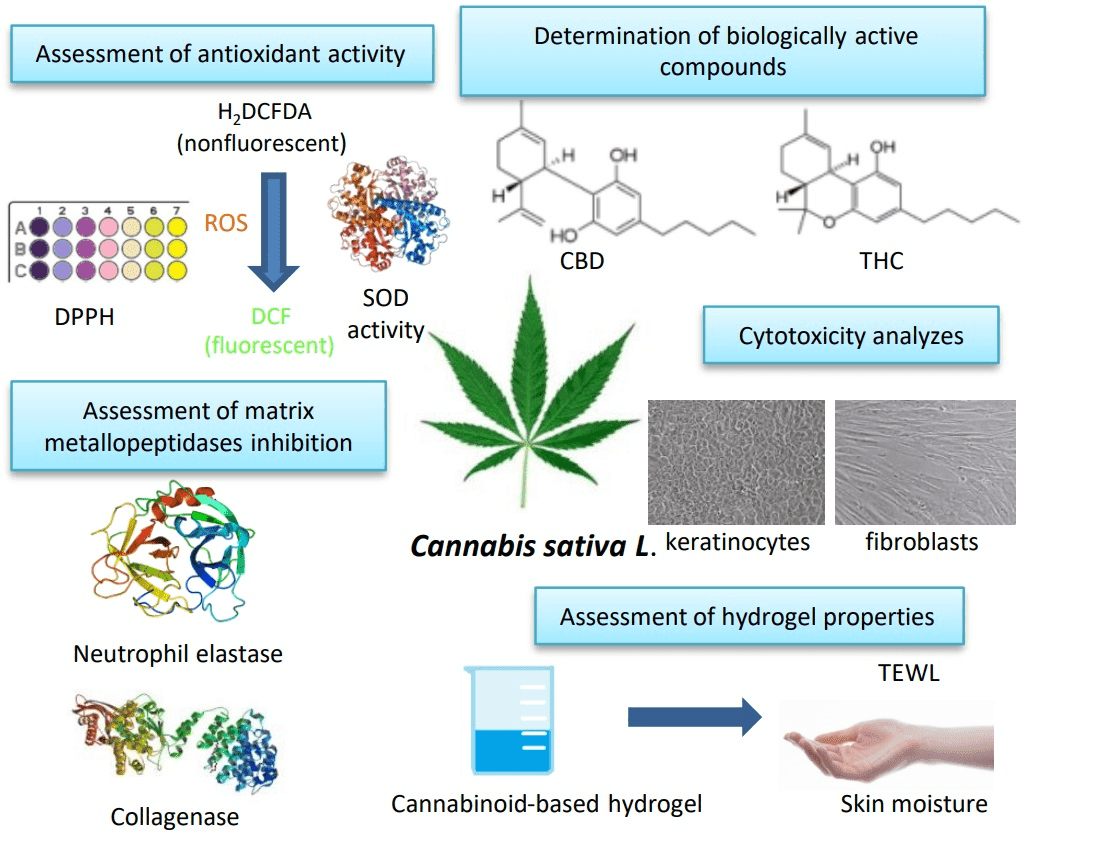 Cannabinoids can be absorbed in the skin and reverse aging, study suggests