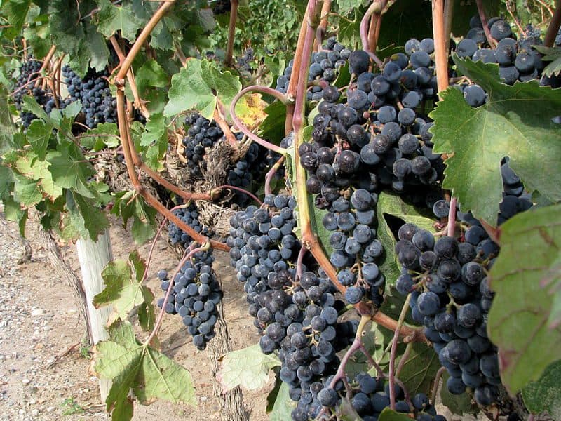 wine grapes in the Okanagan