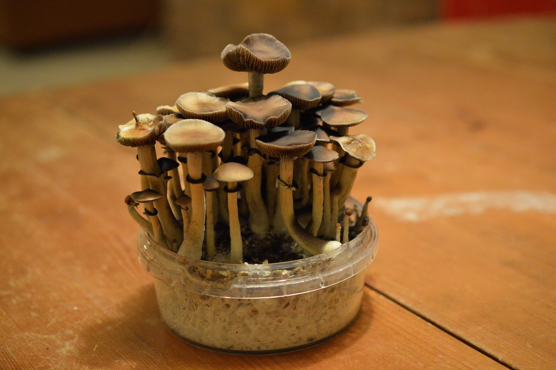 Psychedelic mushrooms