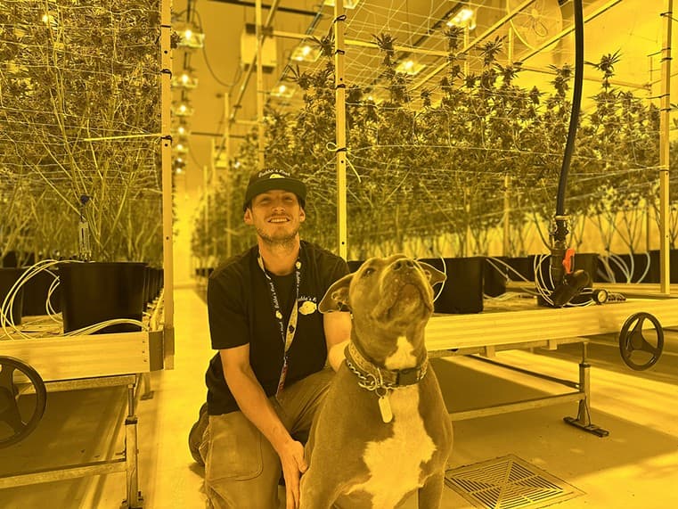Decline in Colorado's cannabis industry leaves 'ghost town' with plethora of empty grow facilities