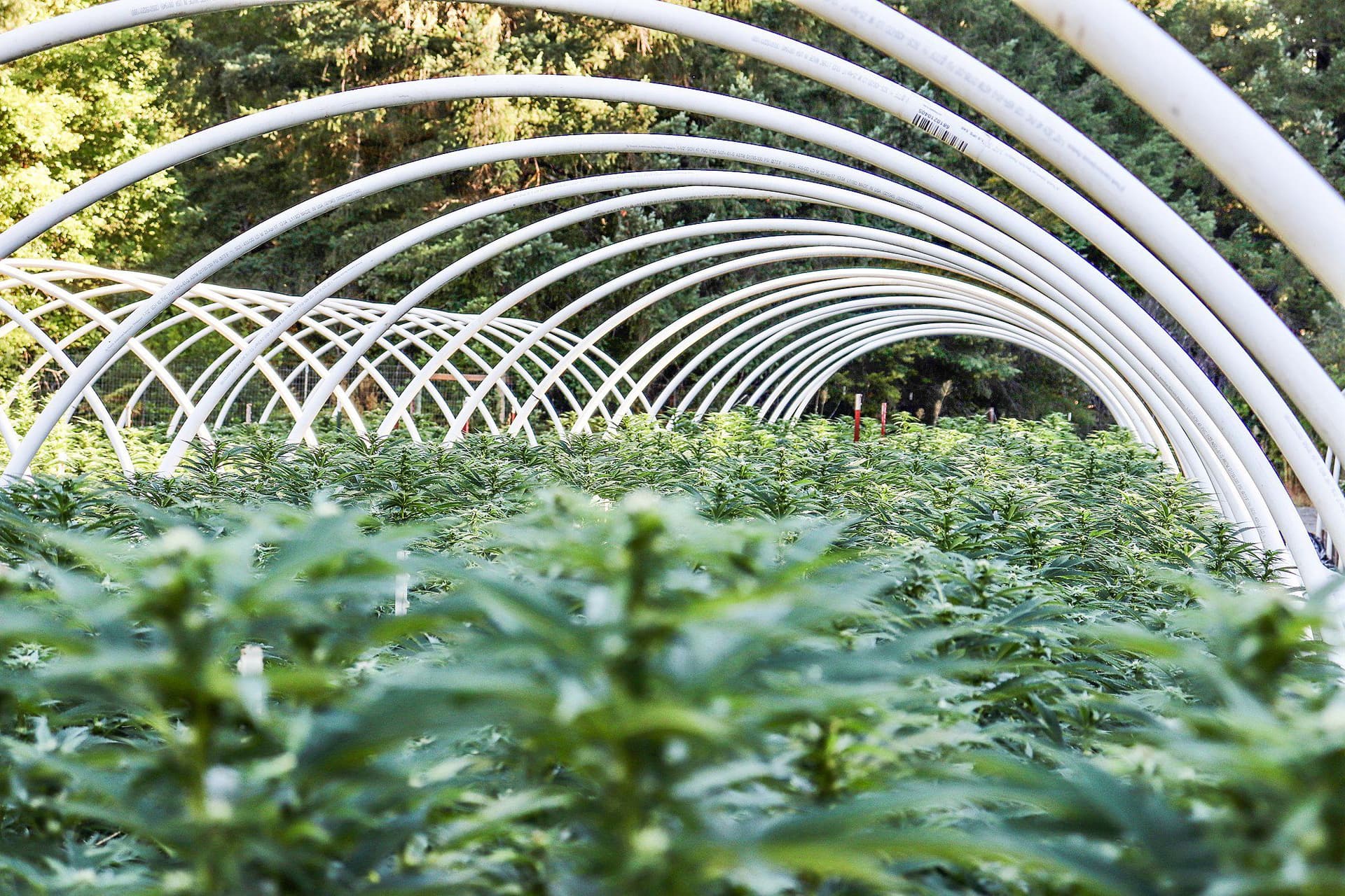 Minnesota's first cannabis cultivation facility takes root in Onamia