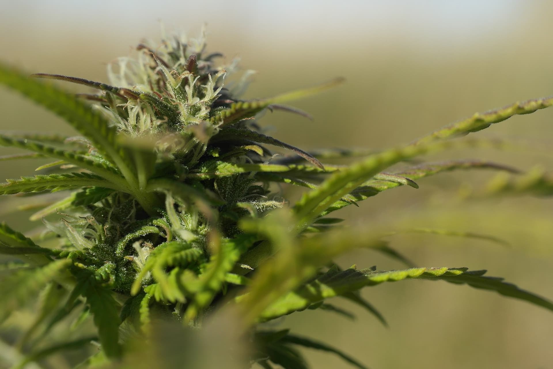 Hawaii Senate passes recreational marijuana legalization bill