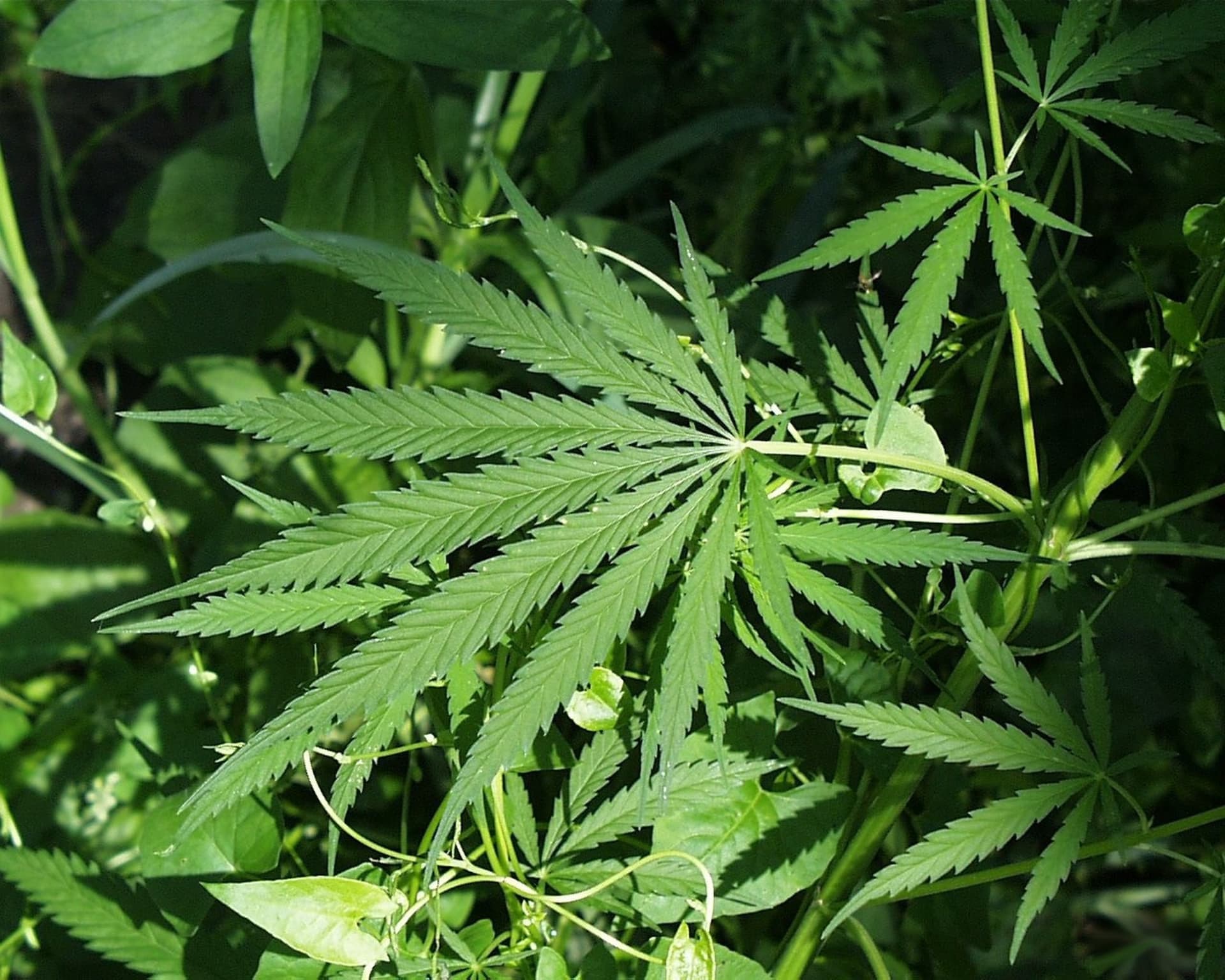 Colorado bill threatens free speech online by targeting cannabis advocacy