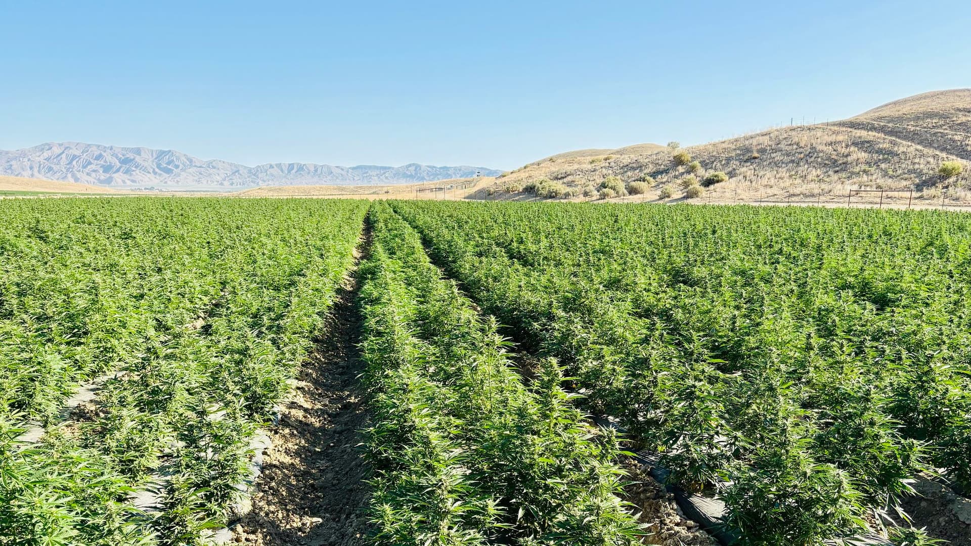 LEEF Brands prepares to harvest over 1 million cannabis plants