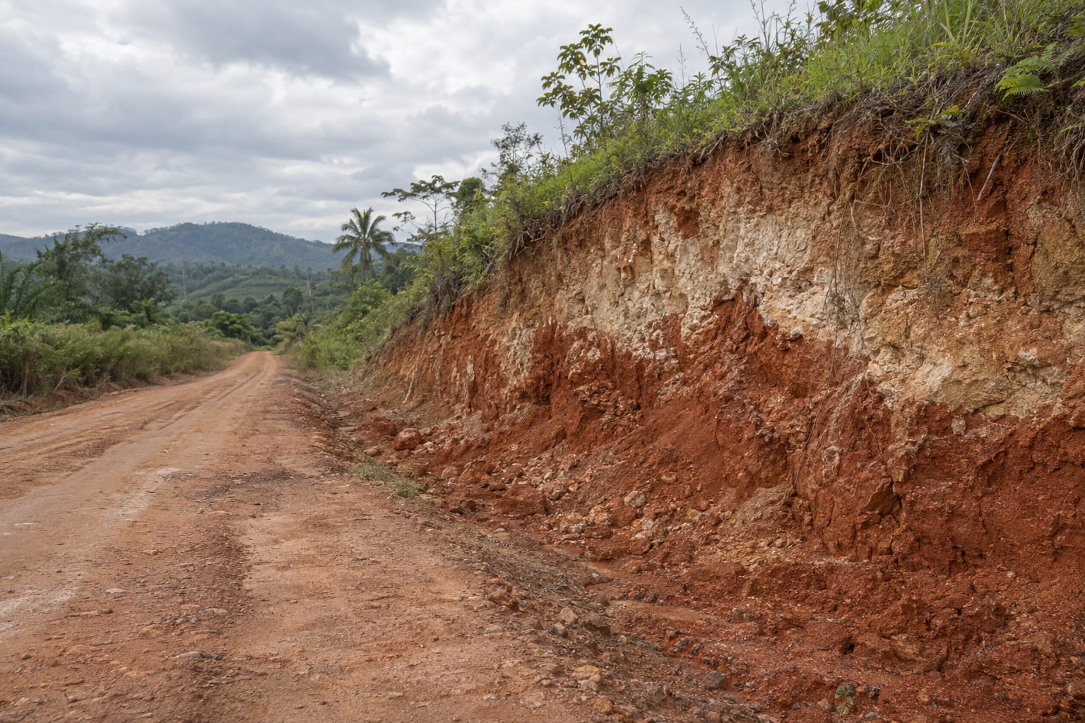 A generic tropical roadside cut exposes red and pale layers of weathered soil beneath low grass.