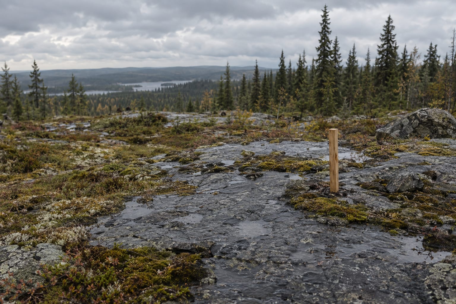 An unmarked survey peg stands on wet bedrock in a boreal clearing.