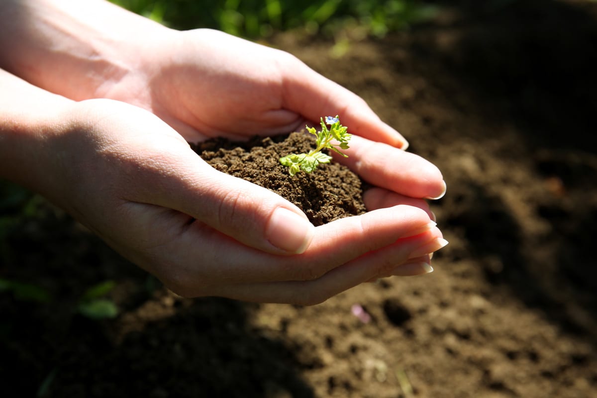 Sproutly Canada to Unlock Potential Through New Joint Venture