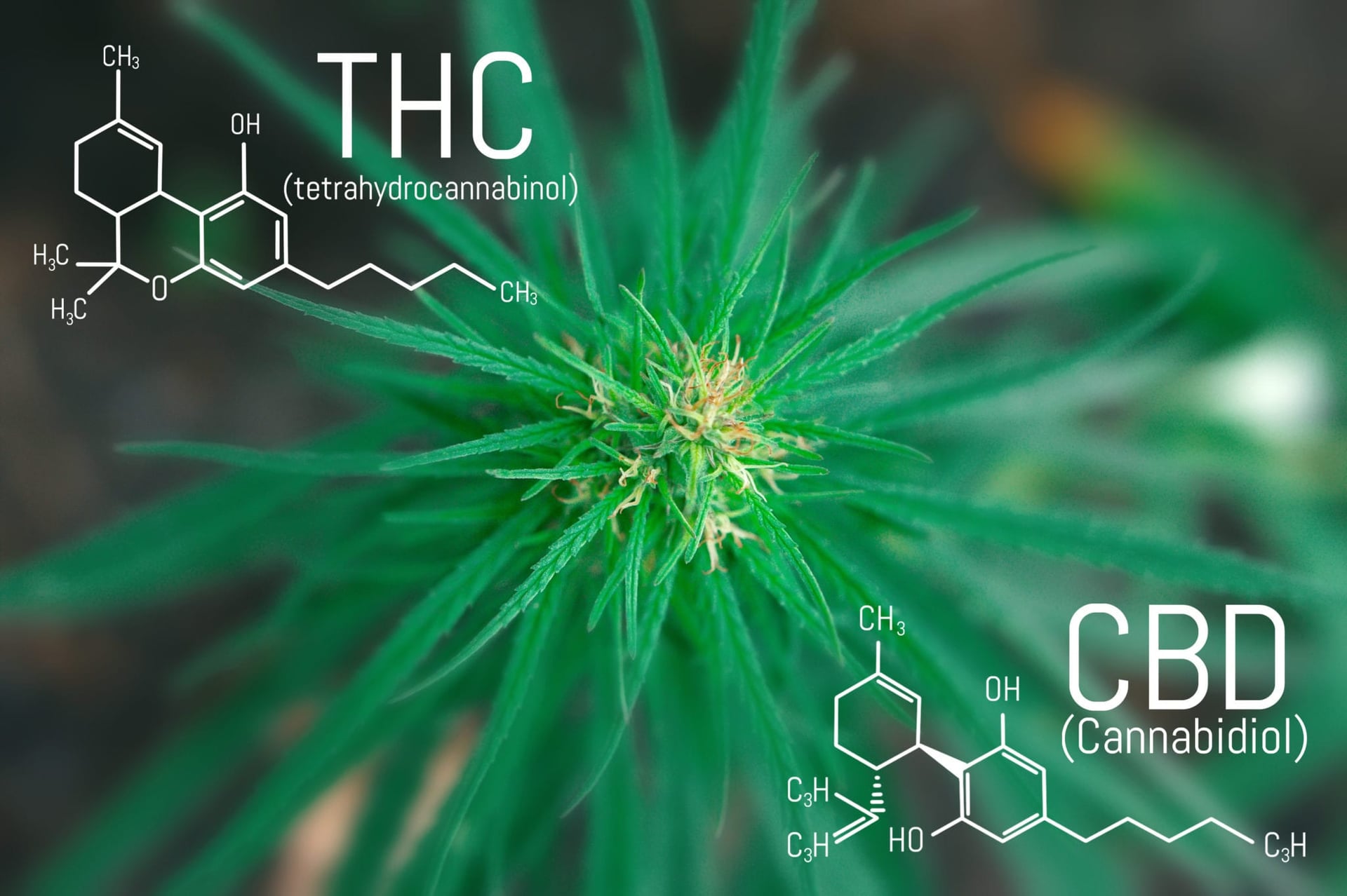 A Technology That Could Revolutionize the Marijuana Industry