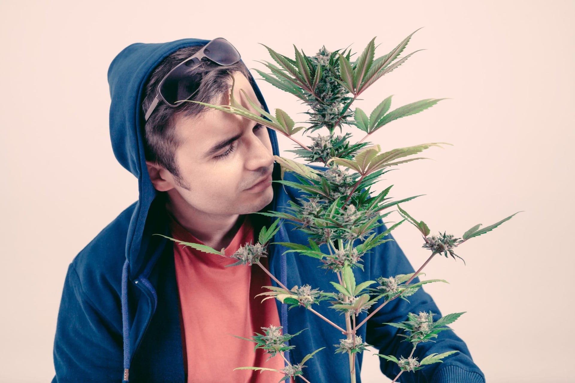 Aurora Cannabis Working on Odour-Eradicating Technology