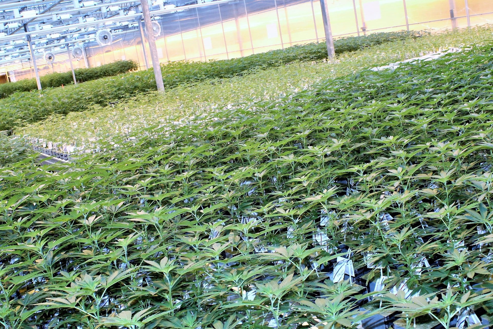 Shares of Ontario-based CannTrust Holdings dropped more than 20 per cent Monday after Health Canada seized thousands of kilograms of the company's dried cannabis.