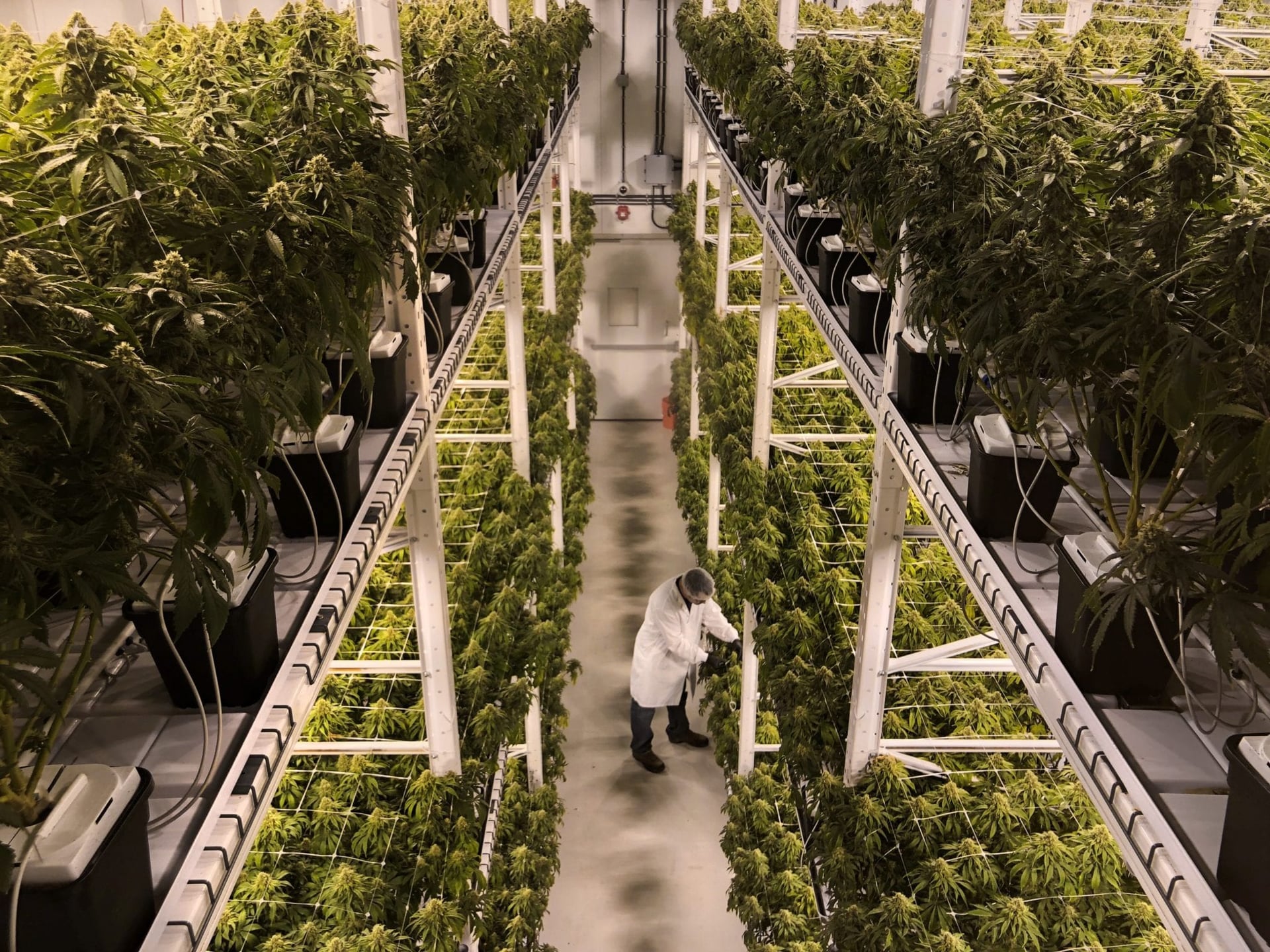 Cananbis producer Organigram