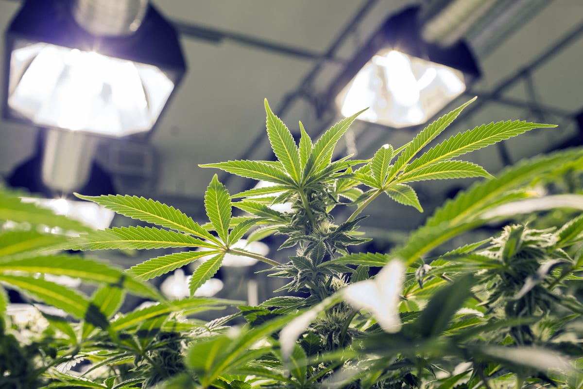 CannTrust Plunges as Health Canada Finds Second Location Non-Compliant