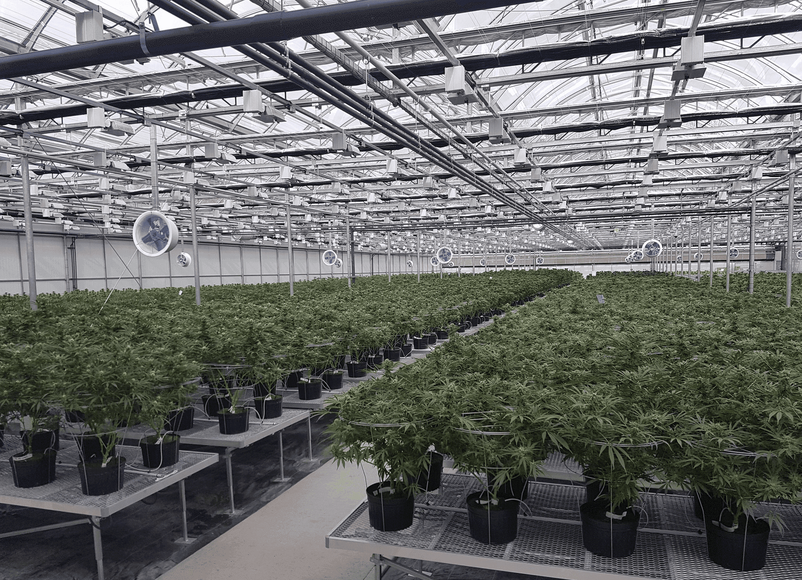 Health Canada Suspends B.C. Pot Firm Evergreen's Licences
