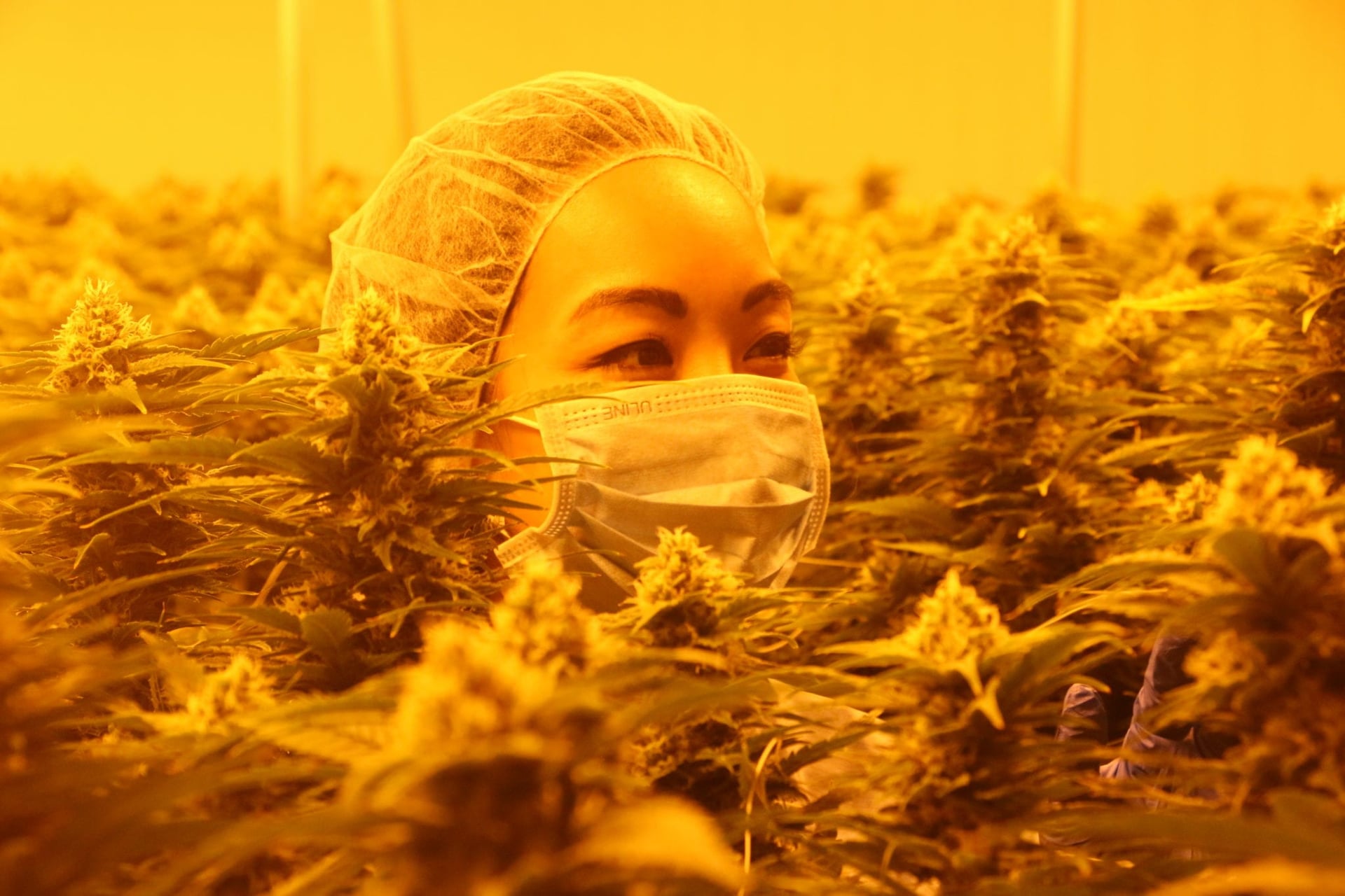 TREC Brands Delivers Socially Conscious Pot, Shortlisted for Two Canadian Cannabis Awards