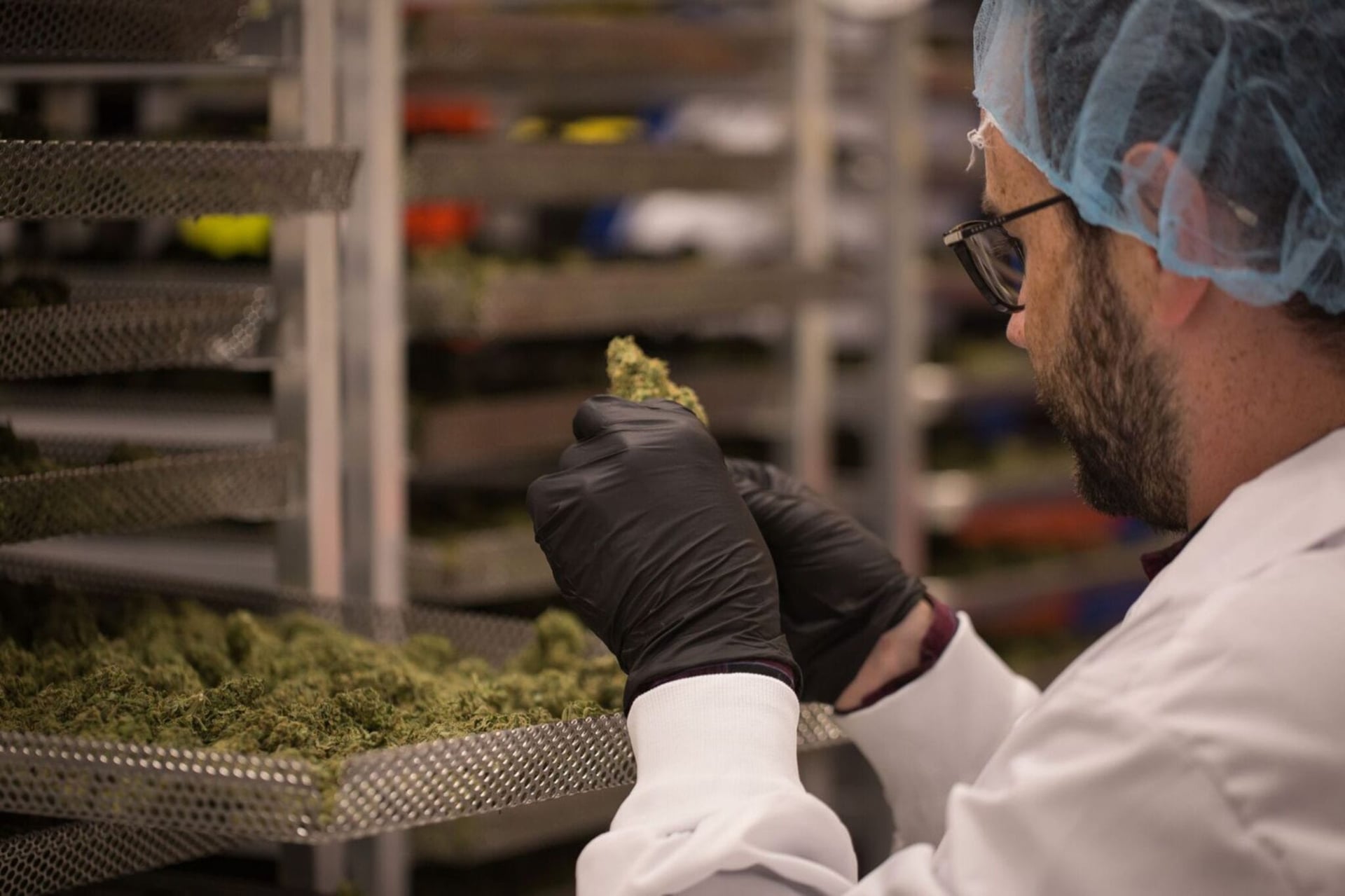 Organigram lays off 400 workers due to COVID-19