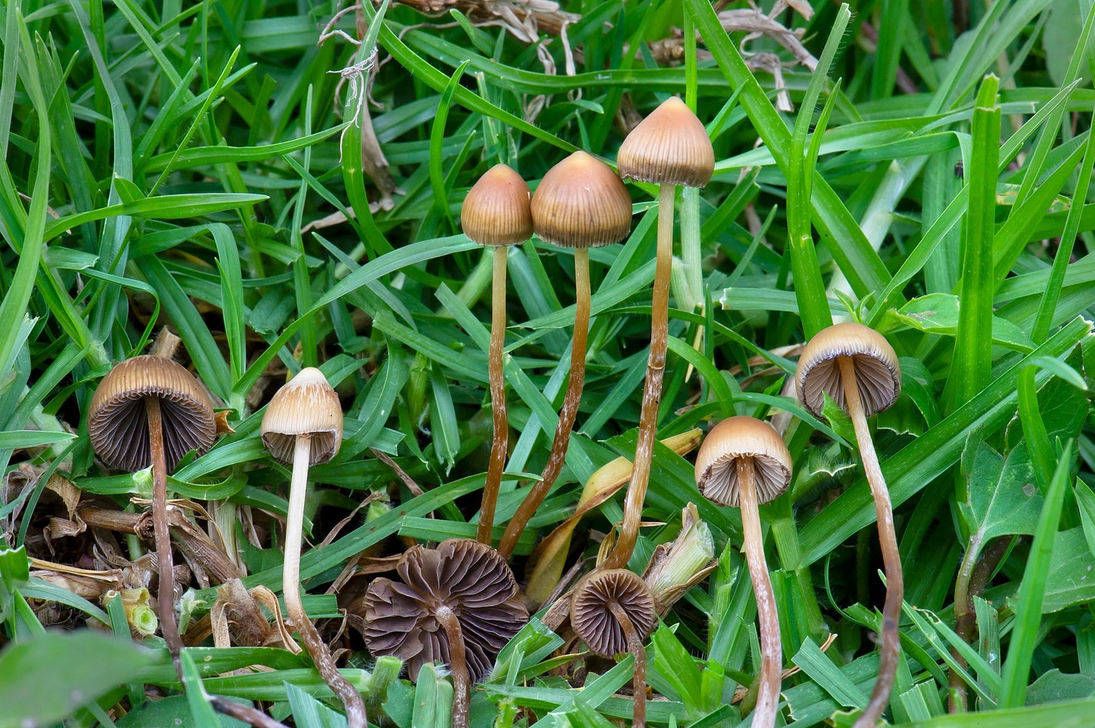 Psychedelics are experiencing a renaissance, but don't expect them to be legalized anytime soon