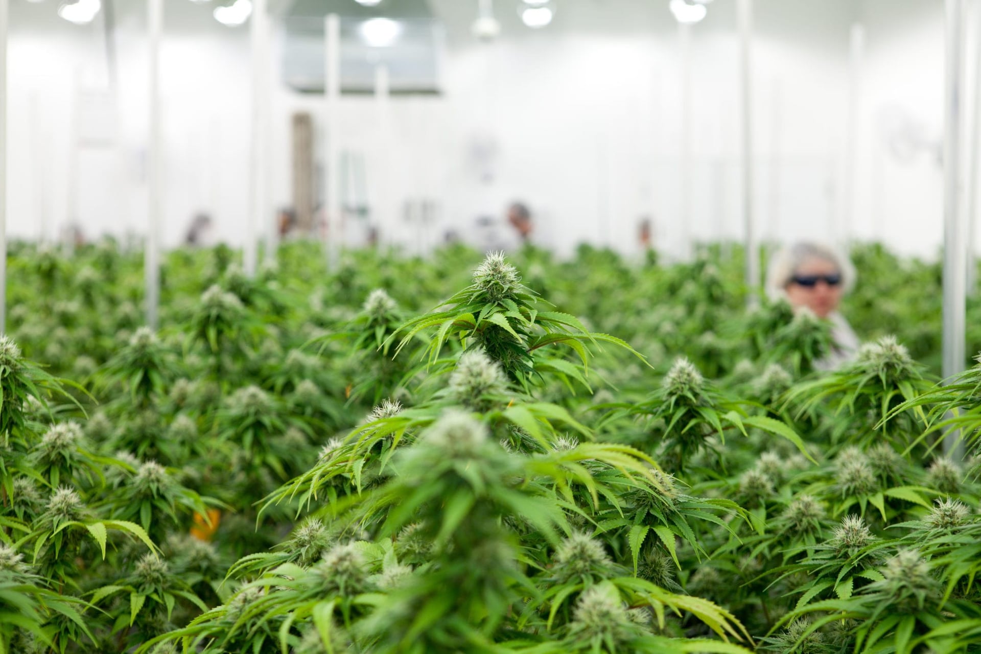 CTT Pharma sues Aurora for allegedly breaking contract