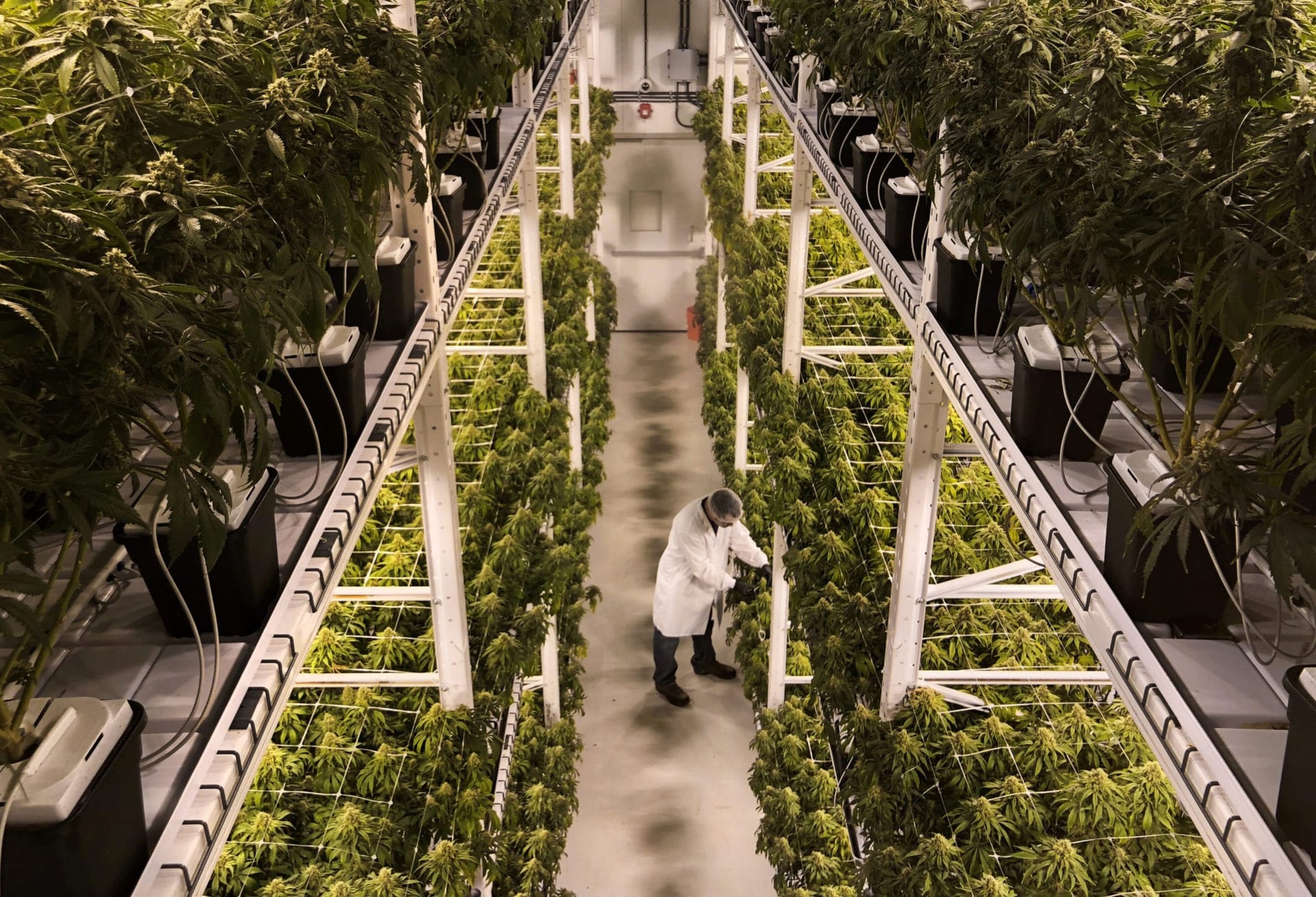 Canada to host workshop on setting global cannabis safety standards