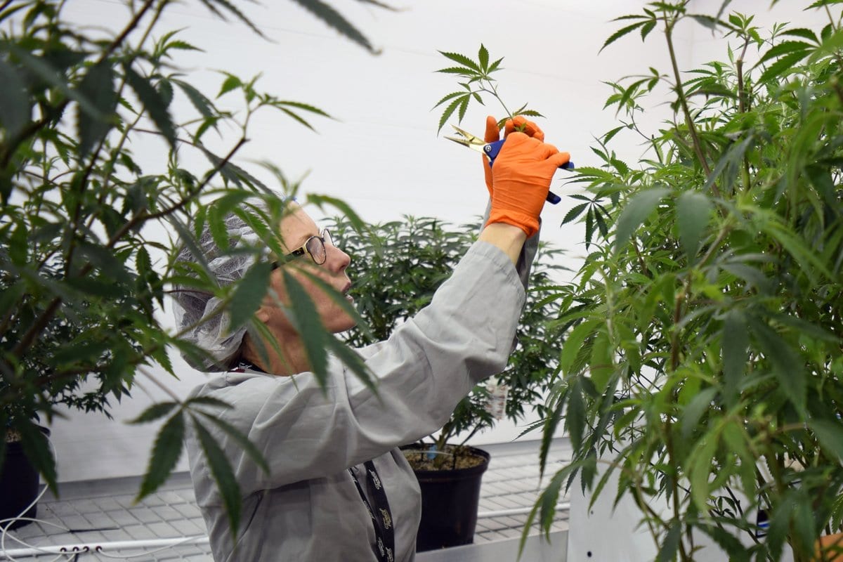 Canopy Growth inks $297M deal to sell stake in Canopy Rivers