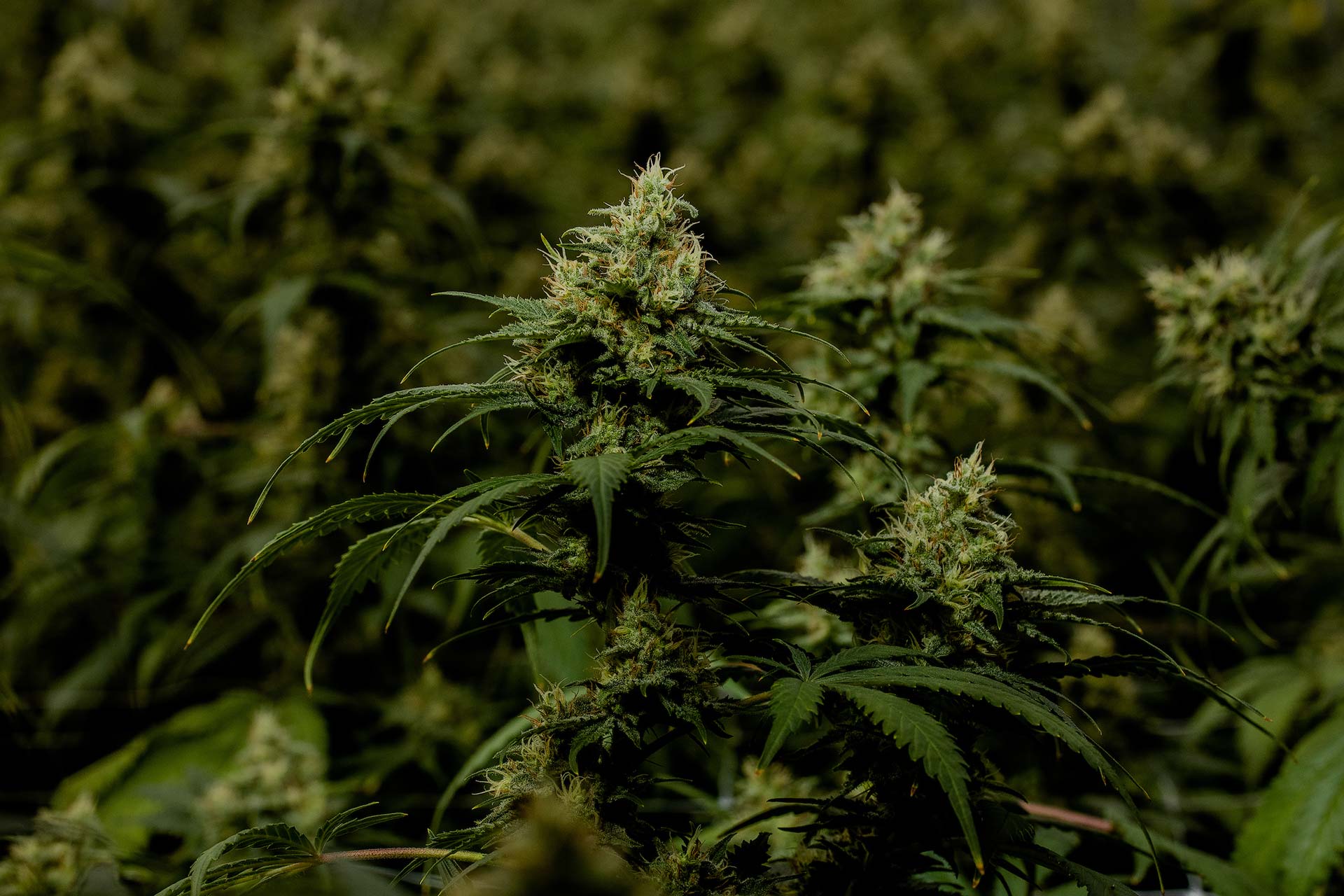 New Jersey legalizes weed after 111-day delay