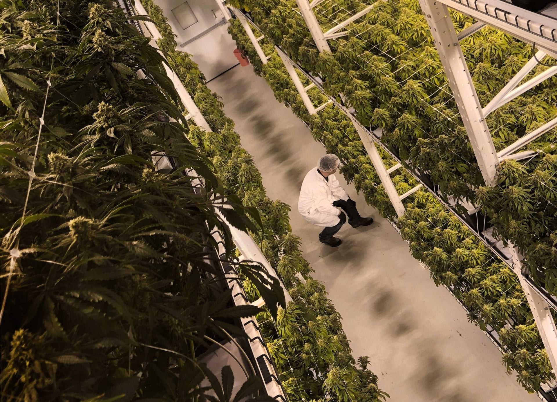 cannabis A new Colorado State University study brings to light the US cannabis industry's major carbon footprint