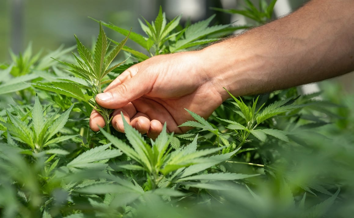 VIVO Cannabis