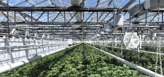 CannTrust changes name to Phoena to have a fresh start