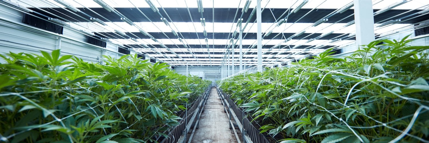 TGOD enters Q3 with growing enthusiasm for maple buds