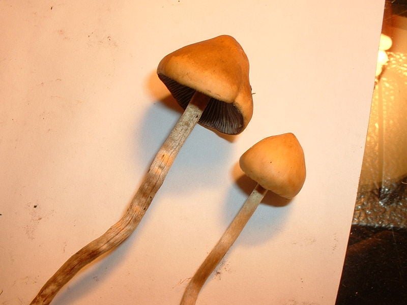 Psychedelic drugs market awaits nearly 100% revenue expansion by 2026 end: Fairfield