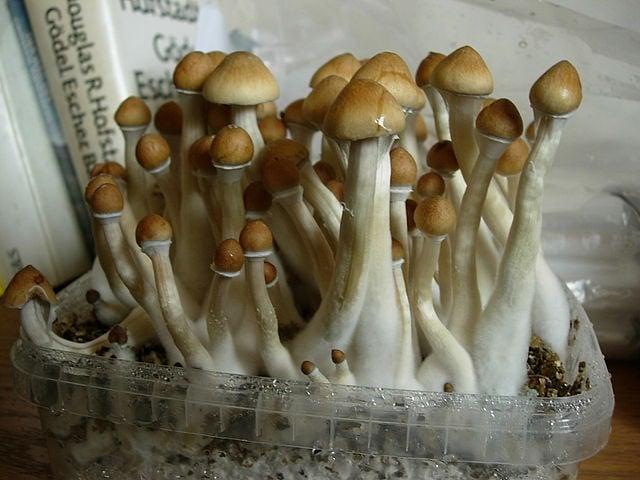 Quebec becomes first province to pay doctors for psilocybin therapy