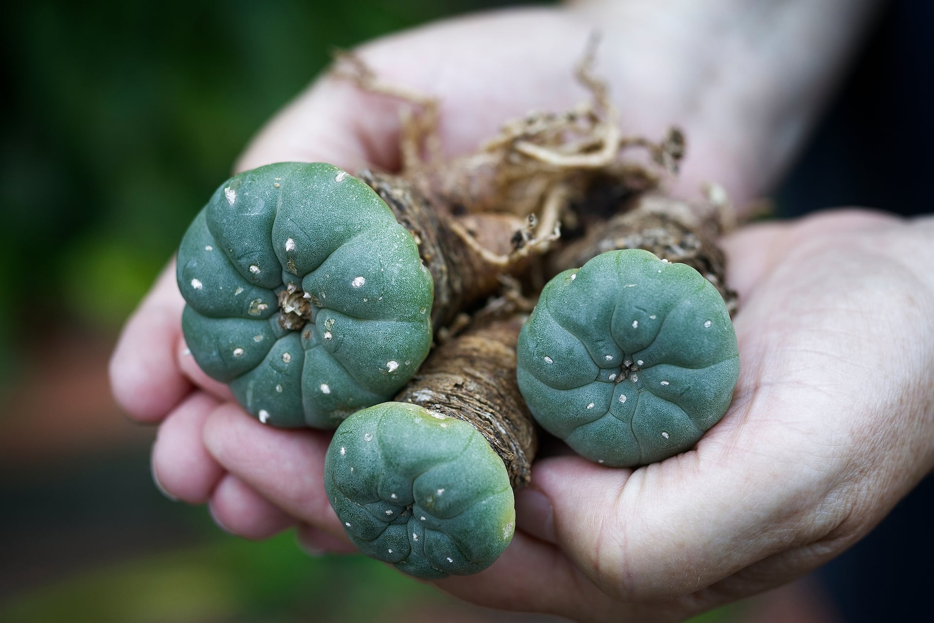 Non-profit Quetzalli emerges in Mexico, helps build peyote greenhouses for Indigenous tribe