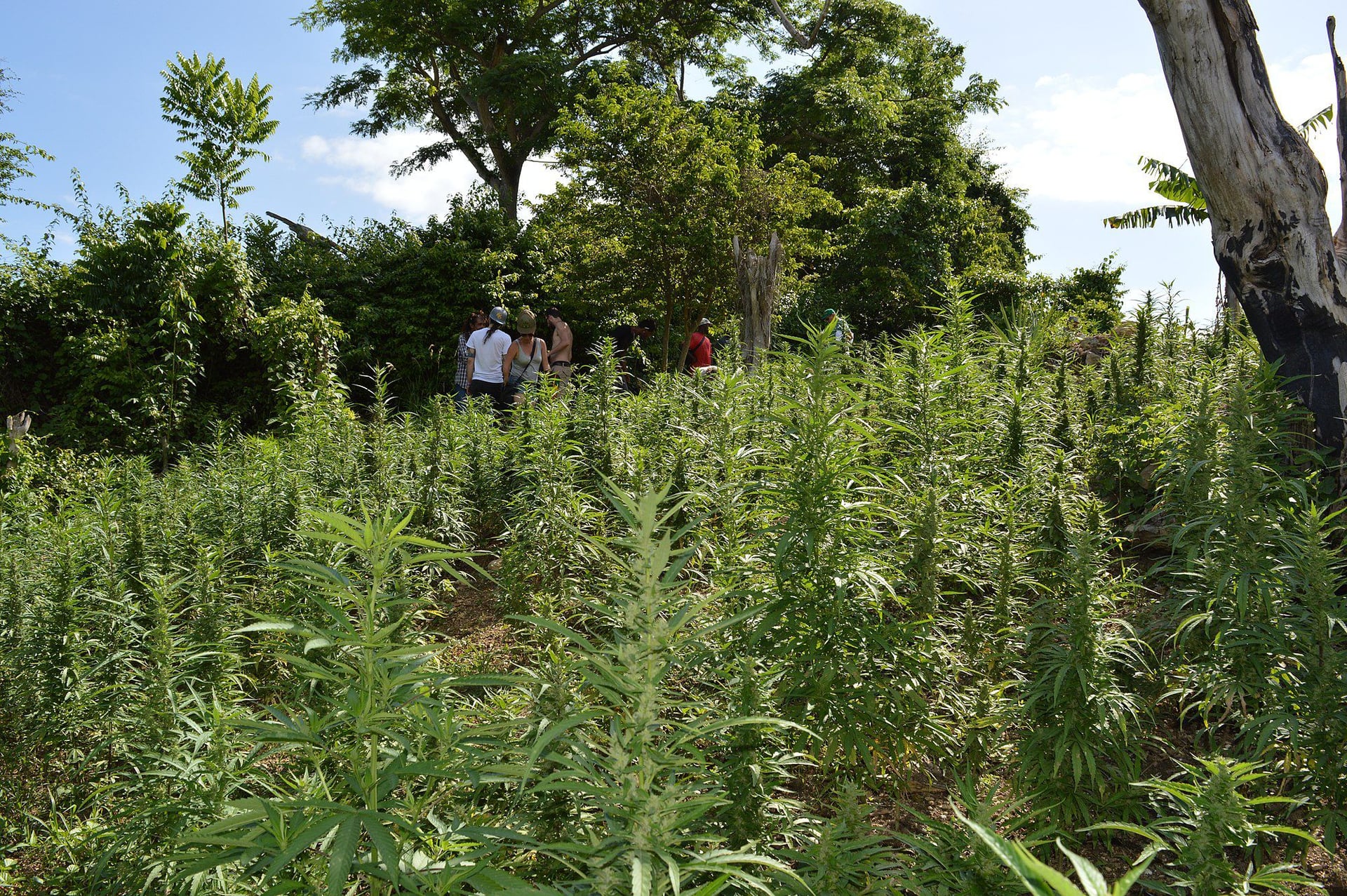 Cannabis farm