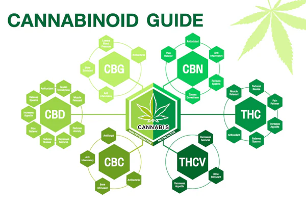Cannabinoids Guide