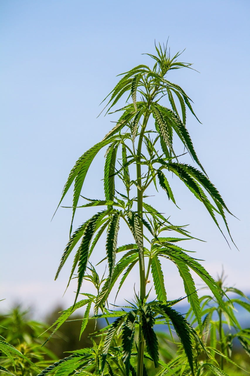 The Farm Bill amendment and its impact on the cannabis industry