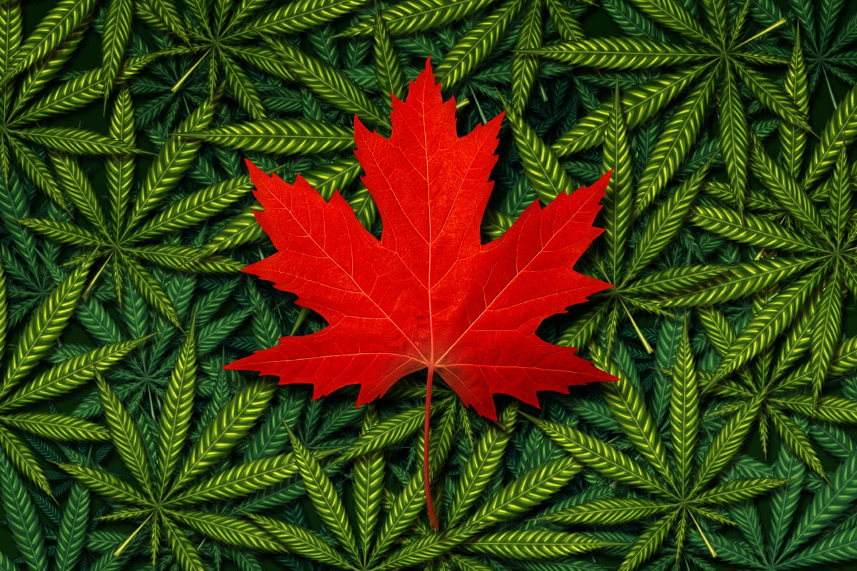 The Green Organic Dutchman Reports Q2 Results