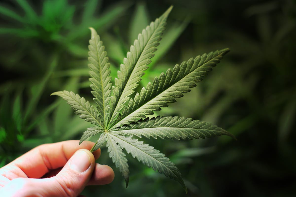Canopy Growth Funds Digital Tools to Fight Underage Cannabis Abuse