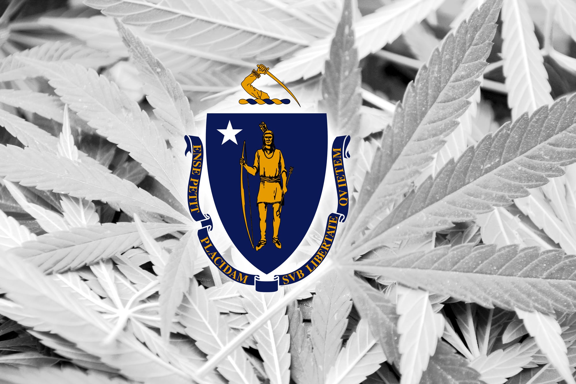 Legal Pot Shops Are Open for Business in Massachusetts