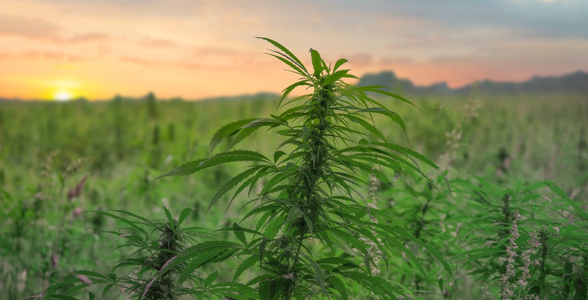 The Farm Bill Passes the Senate: Why it’s Big News for the Cannabis Industry