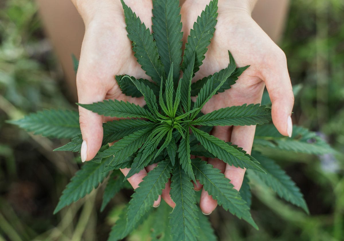 5 Cannabis Companies to Watch for as We Could See Another Wave of Mergers & Acquisitions