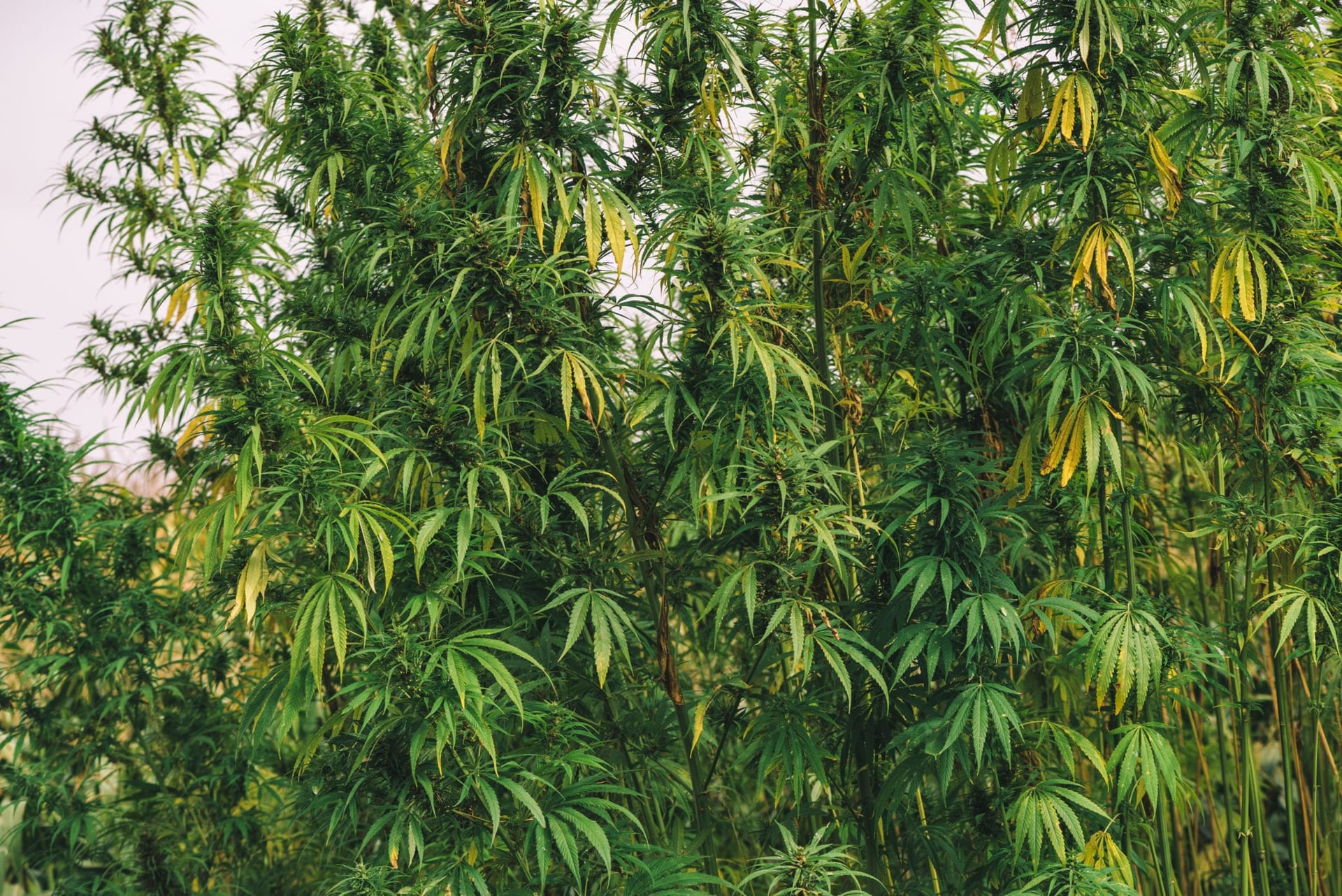 2018 Farm Bill Legalizes Hemp