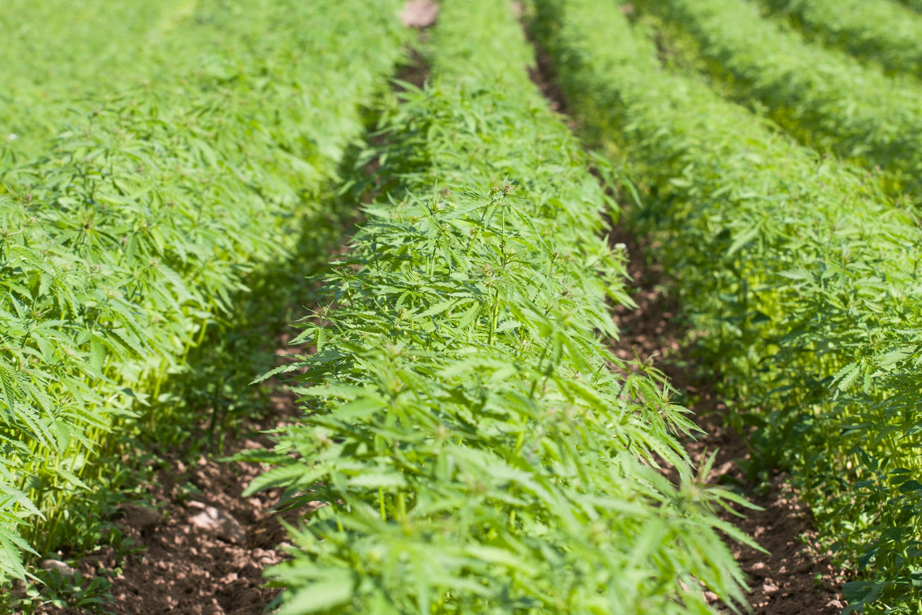 Canopy Growth Corp Gets License to Produce Hemp in New York