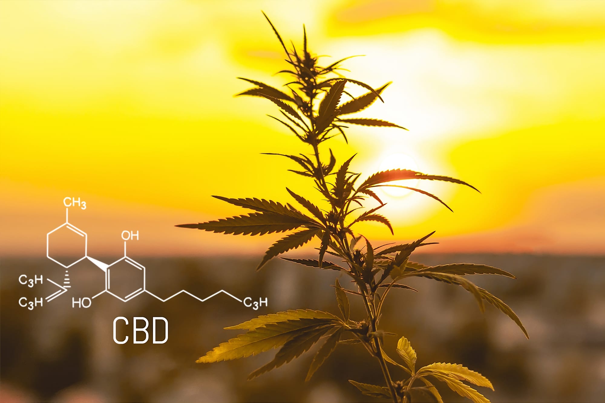 4 Stocks to Watch Before the Edibles Market Takes Off
