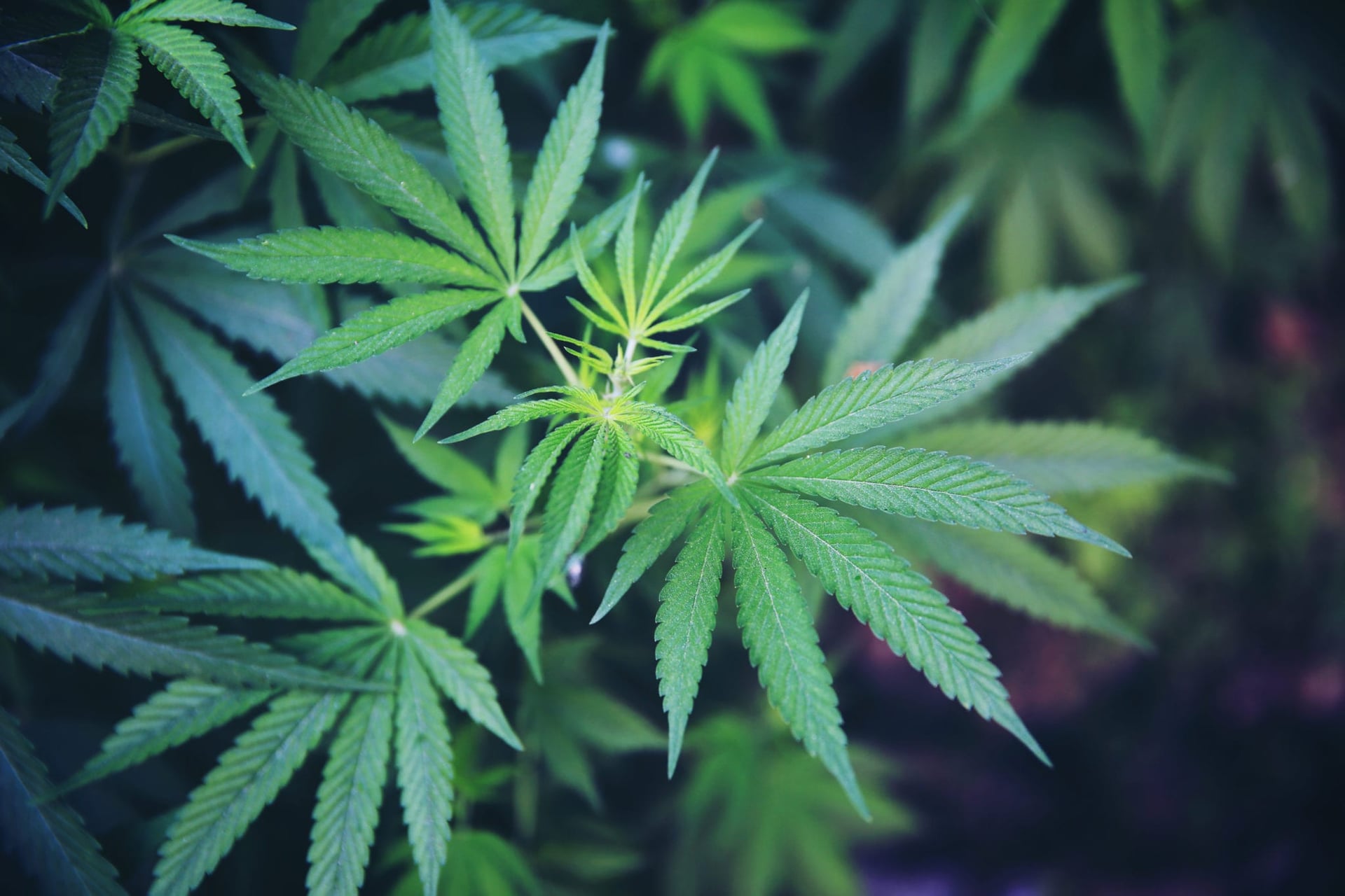 Canadian cannabis retail is stagnant